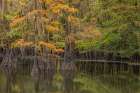 Bald Cypress tree draped in Spanish moss with fall colors Caddo Lake State Park-Uncertain-Texas Art Print